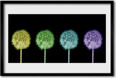 Produktbild von Bild 60x40 MDF-Rahmen Wandkunst Löwenzahn-Pflanze