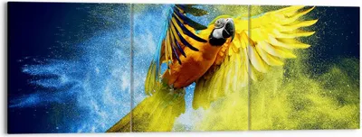 Produktbild von Bild auf Leinwand - Leinwandbild - Papagei Vogel Feder - 150x50cm - Wand Bild - Wanddeko - Leinwanddruck - Bilder - Kunstdruck - Wanddekoration - Leinwand bilder - Wandkunst - CA150x50-3666