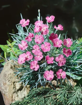 Produktbild von Dianthus gratianop. 'Eydangeri', Pfingstnelke, rosa, ca. 9x9 cm Topf