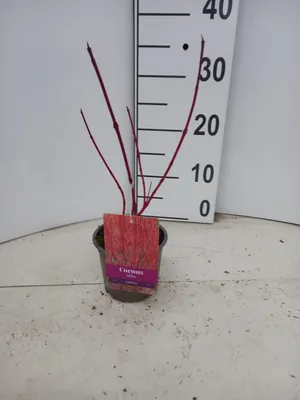 Immagine prodotto di Cornus alba 'Sibirica'  - Corniolo | 25-30 cm in vaso