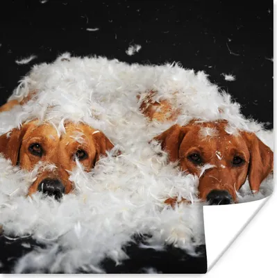 Produktbild von MuchoWow® Poster Versteckte Labradore zwischen den Federn 50x50 cm - Wohnzimmerdekoration
