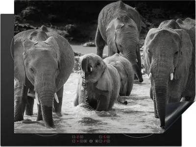 Produktbild von KitchenYeah© Herdabdeckplatte Elefant - Tiere - Wasser - Schwarz und weiß , 70x52cm, Küche Deko, Glaskeramikkochfeld Herdabdeckung, Abdeckplatte fùr Kochfeld