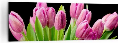 Produktbild von Bild auf Leinwand - Leinwandbild - Tulpen Blumenstrauß Tau Tropfen - 160x50cm - Wand Bild - Wanddeko - Leinwanddruck - Bilder - Kunstdruck - Leinwand bilder - Wandkunst - AB160x50-2486