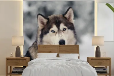 Produktbild von MuchoWow® Fototapete für Wohnzimmer oder Schlafzimmer Wandtapete Vinyl Motivtapete Porträt eines Huskys - 240x240 cm - Schlafzimmer-Tapete