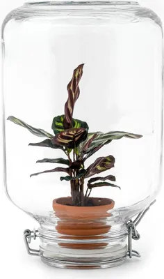 Produktbild von Urbanjngl Easyplant Calathea makoyana