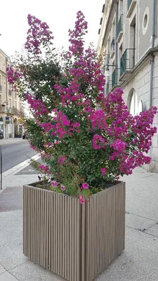Obrázok produktu pre Lagerstroemia indica 'Violacea' / Indický orgován s fialovými kvetmi