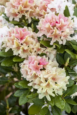 Produktbild von Rhododendron yakushimanum 'Percy Wiseman', rosa-weiß, 30–40 cm