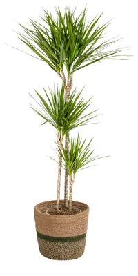 Produktbild von Dracaena Marginata Grün - Drachenbaum - mit Korb Ø24cm - Höhe 130 - 150cm