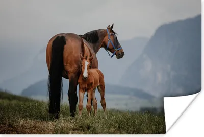 Produktbild von MuchoWow® Poster Pferd - Fohlen - Berg 60x40 cm - Schlafzimmerdekoration