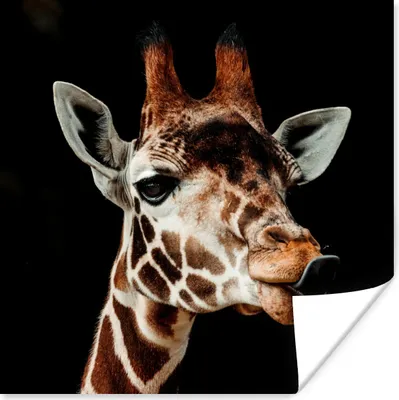 Produktbild von MuchoWow® Poster Giraffe - Tiere - Schwarz 50x50 cm - Wohnzimmerdekoration