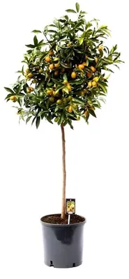 Produktbild von Kumquat mit Frucht 130-160 cm Fortunella margarita Citrus Zitrus Zitruspflanze