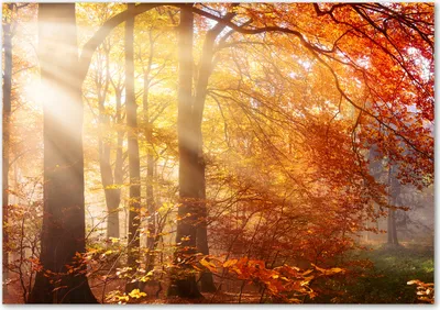 Produktbild von Tulup® Leinwandbild - 100x70 cm - Wandkunst - Drucke auf Leinwand - Leinwanddruck  - Landschaften - Orange - Herbstlicher Wald