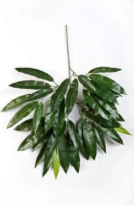 Produktbild von artplants.de Deko Mangozweig TENIEL, 40 Blätter, grün, schwer entflammbar, 55cm - künstlicher Zweig - Deko Pflanze