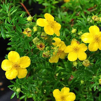 Immagine prodotto di 2 x  Potentilla fruticosa 'Goldfinger'  | 25-30 cm in vaso