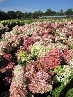 Produktbild von Hydrangea paniculata Diamant Rouge - Rispenhortensie Diamant Rouge - 40-60cm