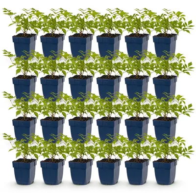 Imagen del producto de Astilbe (J) Alemania - Espirea plumosa - Sombra - Blanco - 24 plantas - 15-25cm - Ø11cm - Planta de jardín