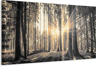 Produktbild von Vliesstoff Leinwandbild - Forest Sun 150x50 cm Landschaften c-B-0077-b-c