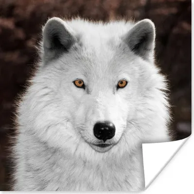Produktbild von MuchoWow® Poster Wolf - Weiß - Porträt 100x100 cm - Babyzimmer