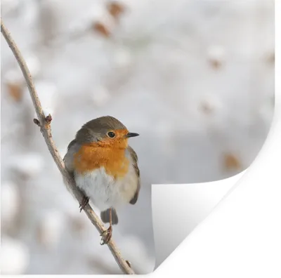 Produktbild von MuchoWow® Wandtattoo Wandsticker Wandaufkleber Vogel - Rotkehlchen - Winter 100x100 cm Selbstklebend und Repositionierbar - Wierderverwendbar - Selbstklebend