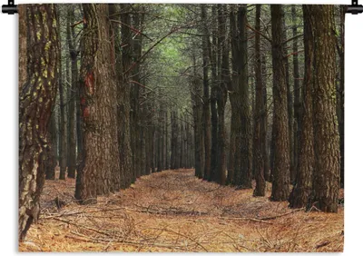 Produktbild von MuchoWow® Wandteppich Wandbehang Herbst - Dekoration - Wald 120x90 cm Tapisserie Dekoration Wandtuch - Wohnen - Aufhänger für die Wand