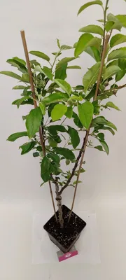 Produktbild von Malus Domestica 'Duo' Apfelbaum, zwei Sorten an einem Baum, 5 Liter Topf