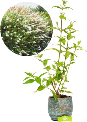 Produktbild von Buddleja davidii 'White Profusion', Schmetterlingspflanze, 2L Topfkultur