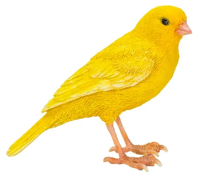 Image de Amoureux des animaux (canari)
