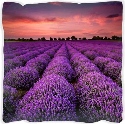 Produktbild von Wallario Premium Kissen, weiche Oberfläche, mit Motiv Lavendelfeld unter rotem Himmel, Größe: 40 x 40 cm, mit weißer Rückseite