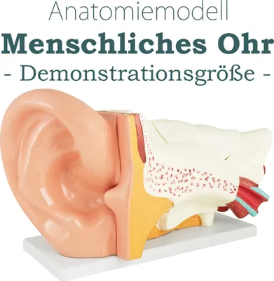 Produktbild von Anatomie Modell Ohr des Menschen menschlicher Körper Anatomisches Menschliches Ohrmodell menschliche Außen Mittel und Innenohr Modelle 6 Teile Lehrmodell MedMod