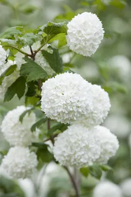 Produktbild von Gewöhnlicher Schneeball 'Roseum' Viburnum opulus 'Roseum' mB 125- 150