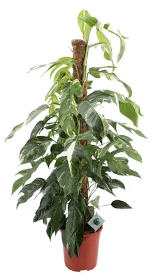 Immagine prodotto di Epipremnum Pinnatum Albo Variegata - 115-125cm - Ø24cm - Pianta d'appartamento - Sempreverde