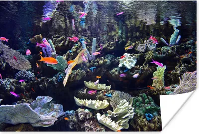Produktbild von MuchoWow® Poster Buntes Aquarium 180x120 cm - Fotoplakat