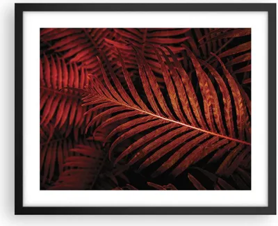 Produktbild von Gerahmtes Poster - Schwarzer Rahmen - Rot Blätter Palmen - 50x40 cm - Wand Bild - Wanddeko - Wandbilder - Kunstposter - Wandposter - Bilderrahmen - Bilder - Kunstdruck - P2BAA50x40-4816