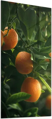 Produktbild von Glasbild 55x110cm in XXL für Wohnzimmer, Schlafzimmer Motiv Orangenbaum Closeup