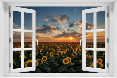 Produktbild von Wallario Poster mit Fenster-Illusion: Sonnenblumenwiese vor Wolken mit Sonnenuntergang, Größe: 100 x 150 cm