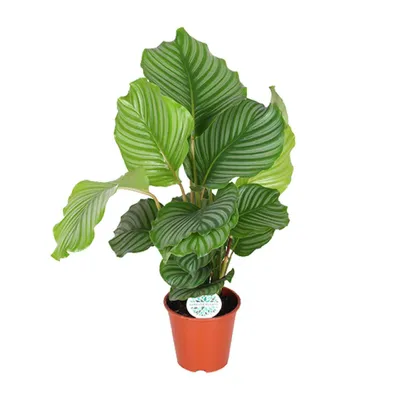 Produktbild von Calathea Orbifolia - Ø17Cm - ↕60Cm