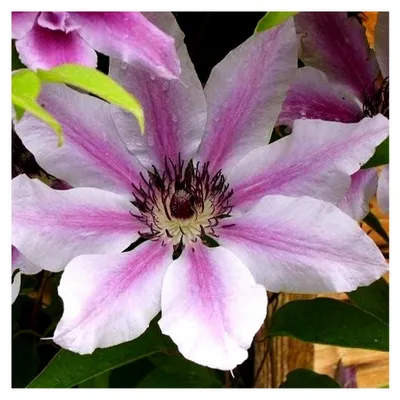 Produktbild von 3 x Clematis Nelly Moser (Waldrebe) | 3 Kletterpflanzen - Rosa, Mehrjährig & Winterhart | 3 x 1,5 Liter Topf