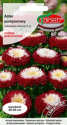 Produktbild von Samen von Aster tall pompon white Torseed