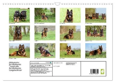 Produktbild von Altdeutsche Schäferhunde - Traumhafte Schäferhunde Langstockhaar (Wandkalender 2026 DIN A3 quer), CALVENDO Monatskalender