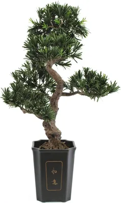 Immagine prodotto di EUROPALMS Bonsai Podocarpus, pianta artificiale, 80cm