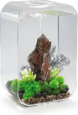 Produktbild von Aquarium 60l transparente konturen Oase LIFE 60 MCR TRANSPARENT