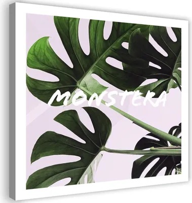 Produktbild von Leinwandbild exotische monstera-blätter 50x50 cm Feeby grün wandbild bereit zum aufhängen