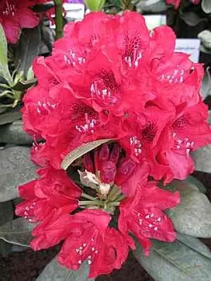 Produktbild von Rhododendron Hybride Carolin Scholz - Großblumige Alpenrose 30-40cm