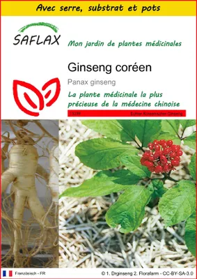 Image de SAFLAX Ensemble de culture - Ginseng coréen - 10 graines - Panax