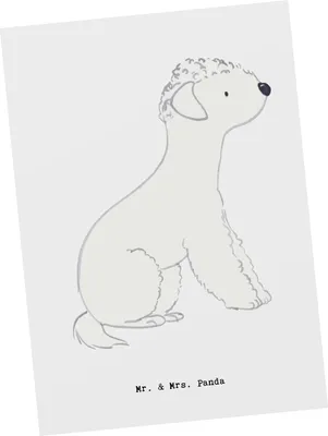 Produktbild von Mr. & Mrs. Panda Fotokarte Bedlington Terrier Lebensretter - Weiß - Geschenk, Ansichtskarte, Postkarte, Grußkarte, Kunstkarten, Postkarten