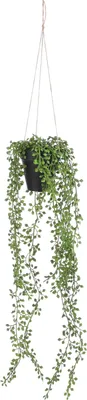 Produktbild von Mica Decorations Senecio hängende Kunstpflanze im Blumentopf - H68 x Ø9 cm - Grün
