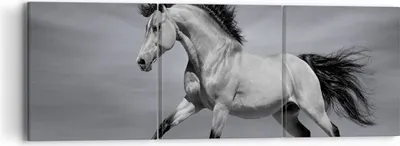 Produktbild von Bild auf Leinwand - Leinwandbild - Pferd Tier Natur - 90x30cm - Wand Bild - Wanddeko - Wandbilder - Leinwanddruck - Bilder - Kunstdruck - Wanddekoration - Leinwand bilder - Wandkunst - CA90x30-3608