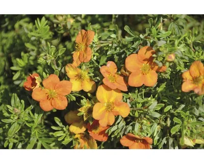 Produktbild von Fingerstrauch Potentilla fruticosa Bella Sol"® H 30-40 cm Co 4,5 L"