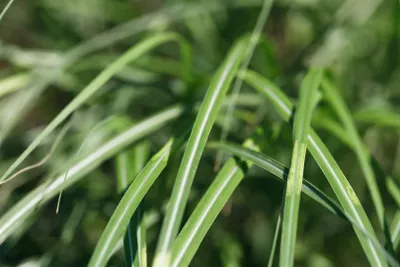Produktbild von Chinaschilf Cabaret, im Topf - Miscanthus sinensis