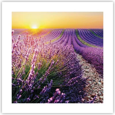 Produktbild von Poster - Poster ohne Rahmen - Feld Lavendel Sonne - 40x40 cm - Wand Bild - Wanddeko - Wandbilder - Kunstposter - Wandposter - Bilder - Kunstdruck - Wanddekoration - Wandbild - P2XAC40x40-4703